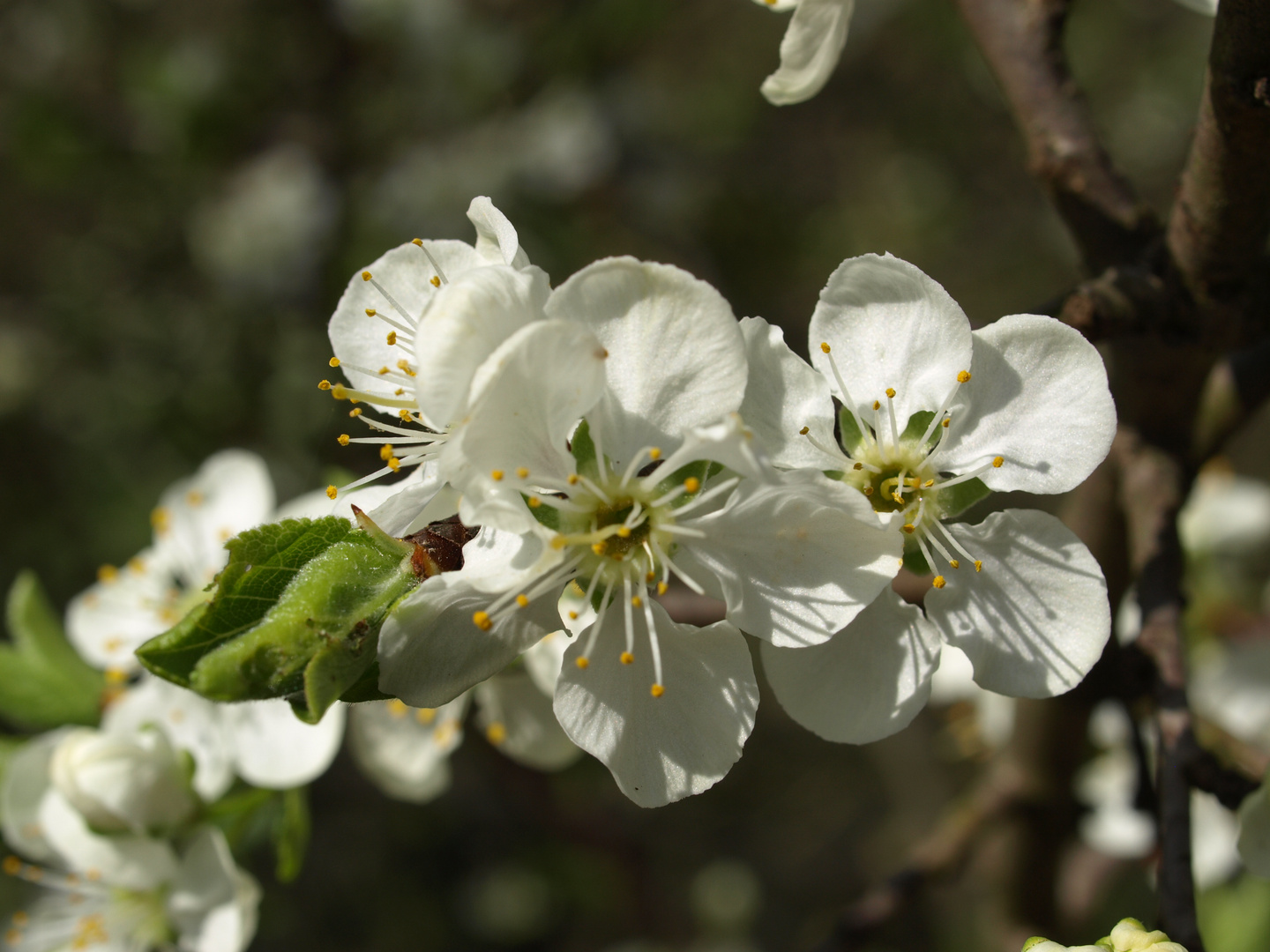 Printemps