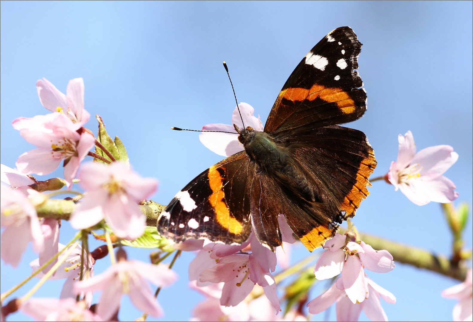 Printemps