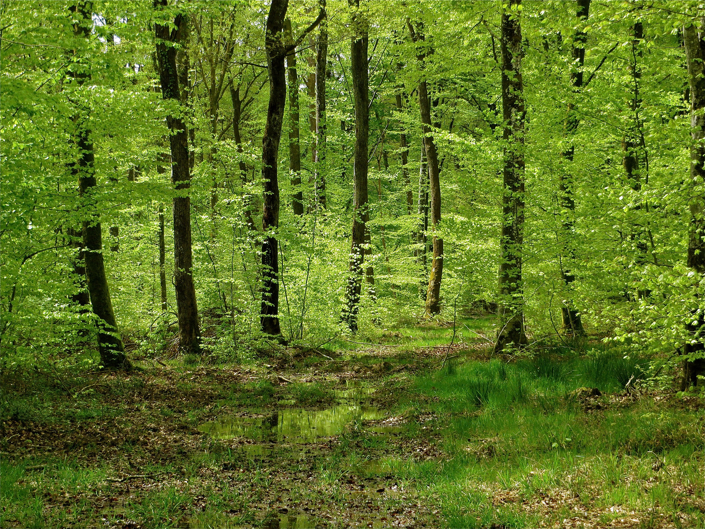 ..printemps dans le Forêt de Chaux !!!...