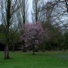 Printemps dans le parc