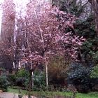 Printemps dans le Quartier du Marais