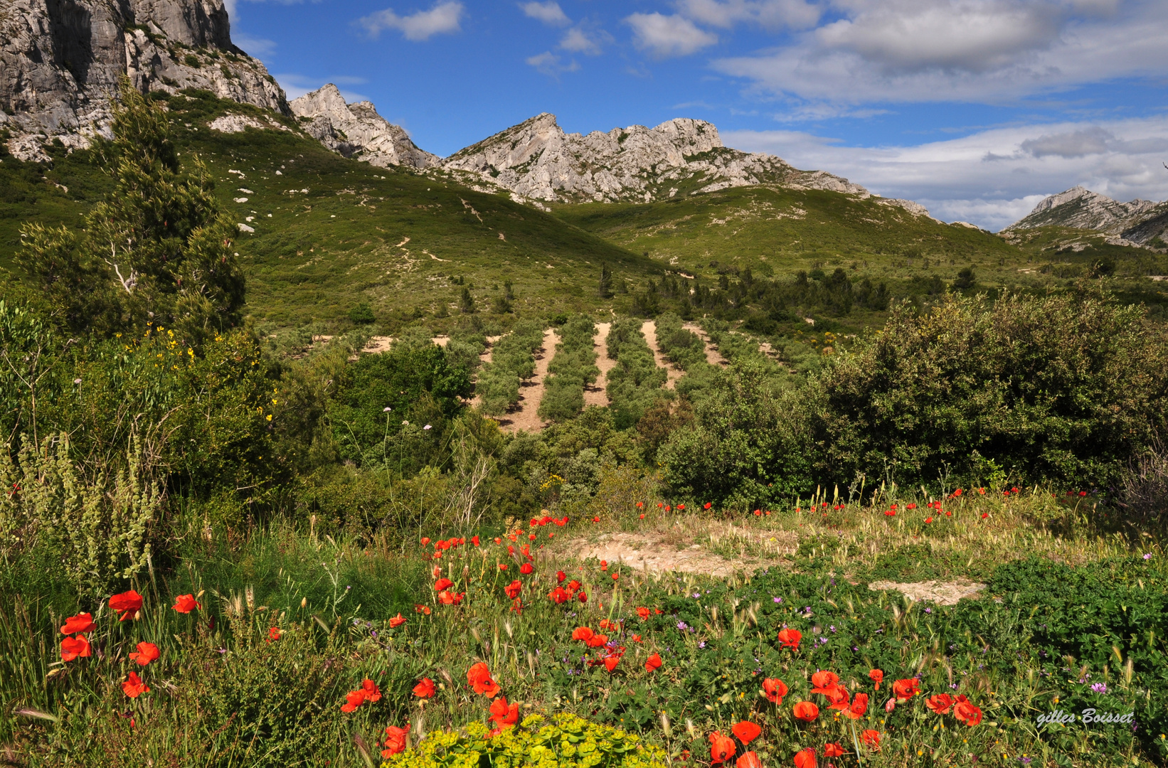 printemps dans les Alpilles