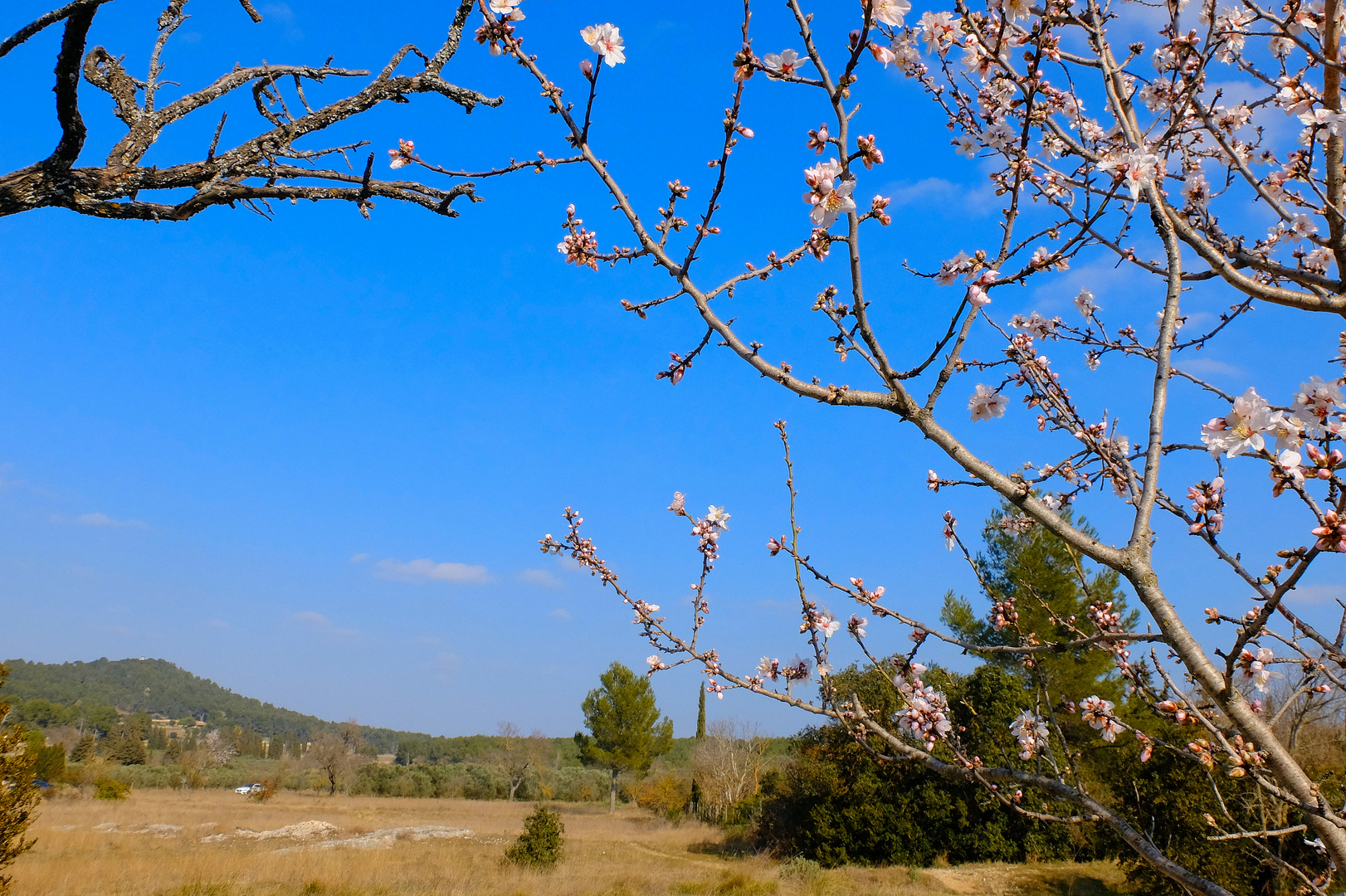 Printemps dans les Alpilles