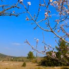 Printemps dans les Alpilles