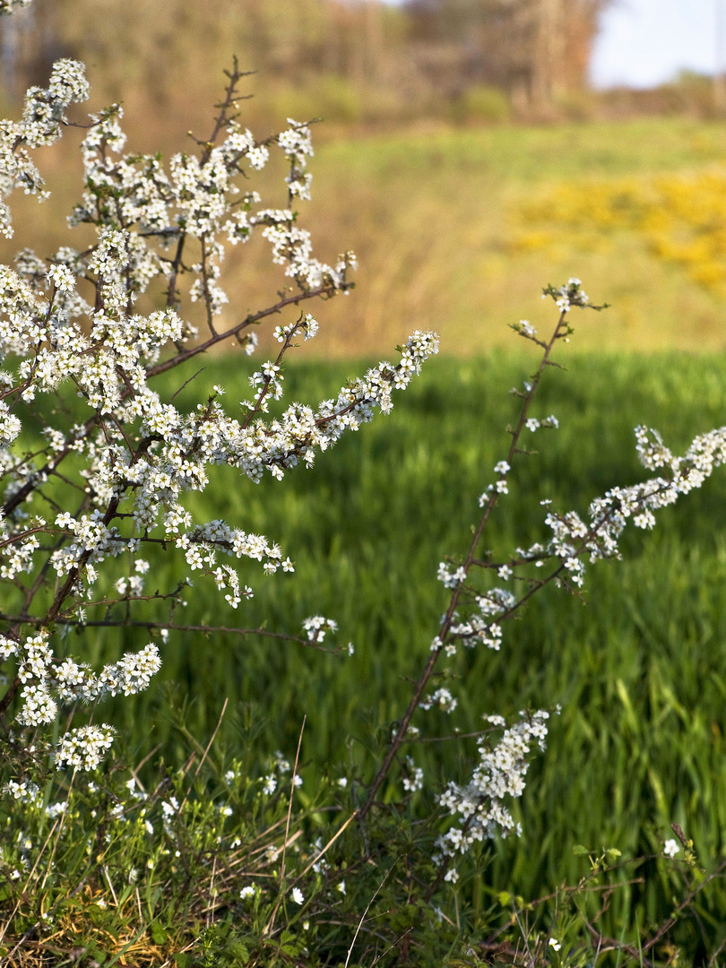 Printemps dans les champs