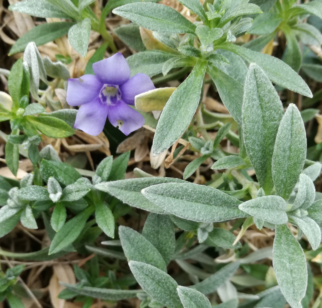 Printemps dans mon jardin ! 