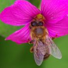 Printemps dans mon jardin - 2