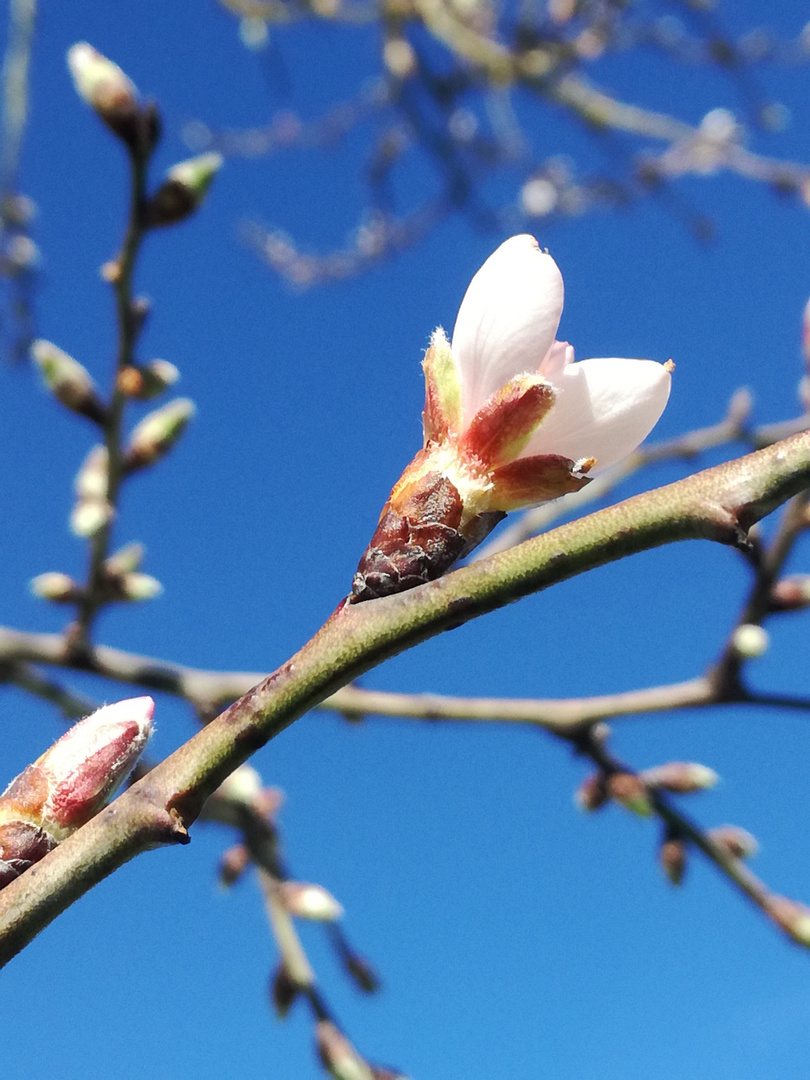 Printemps dans mon jardin ! 