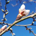 Printemps dans mon jardin ! 