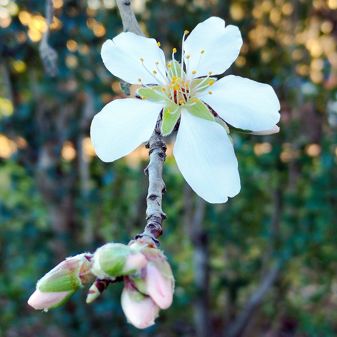 Printemps dans mon jardin, cet après midi !