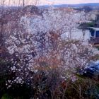 Printemps dans mon jardin, cet après midi !