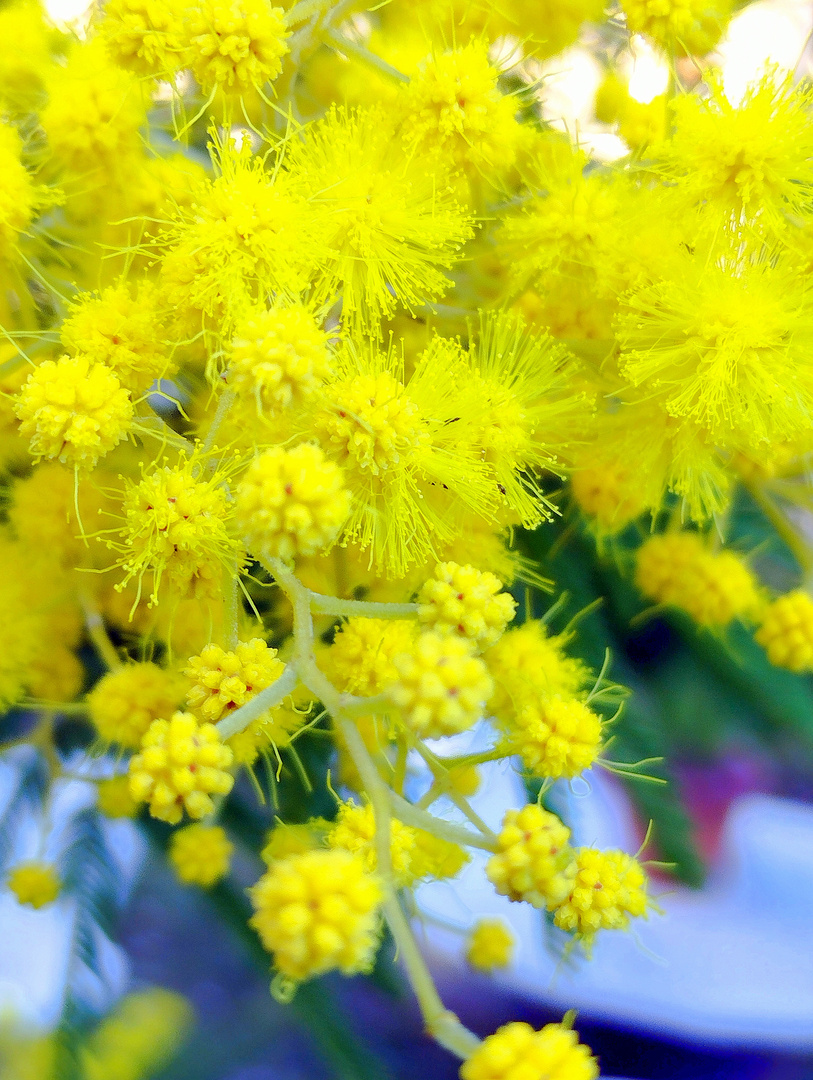 Printemps dans mon jardin, cet après midi !