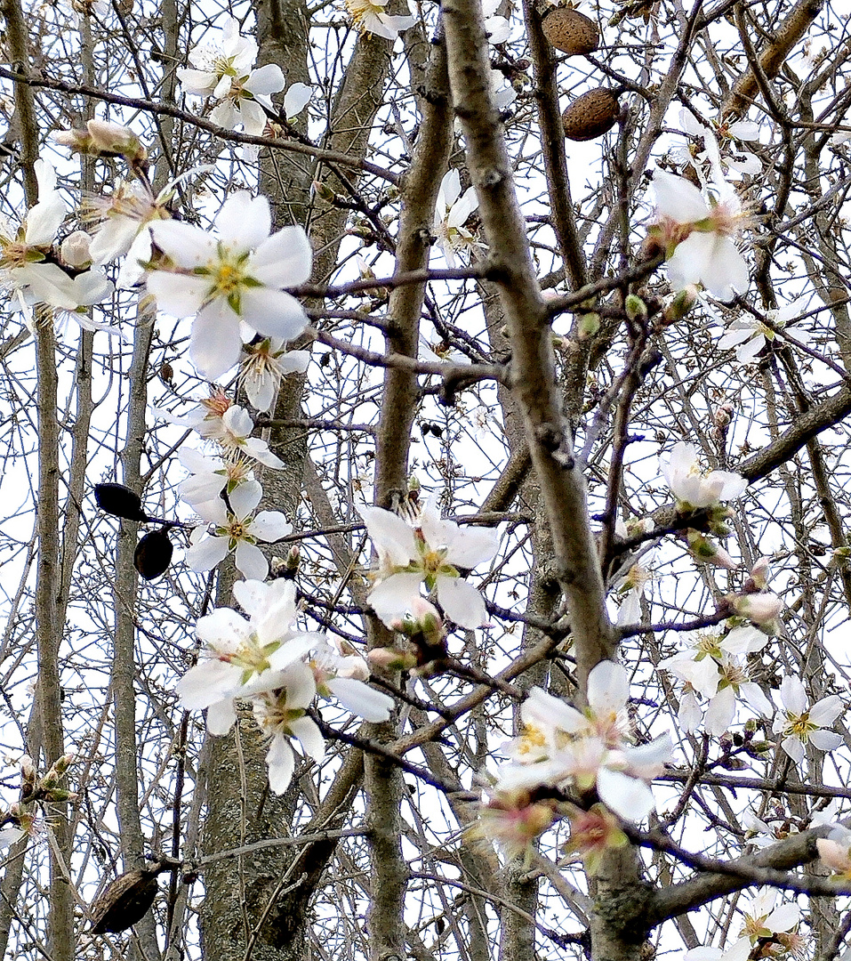 Printemps dans mon jardin, cet après midi !