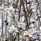 Printemps dans mon jardin, cet après midi !