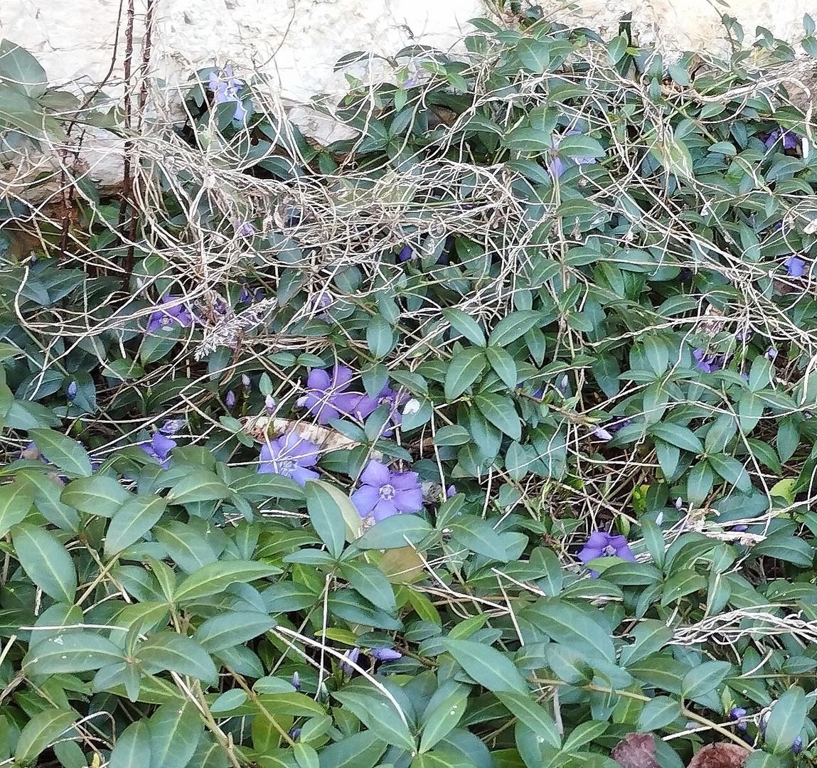 Printemps dans mon jardin, cet après midi !