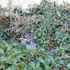 Printemps dans mon jardin, cet après midi !