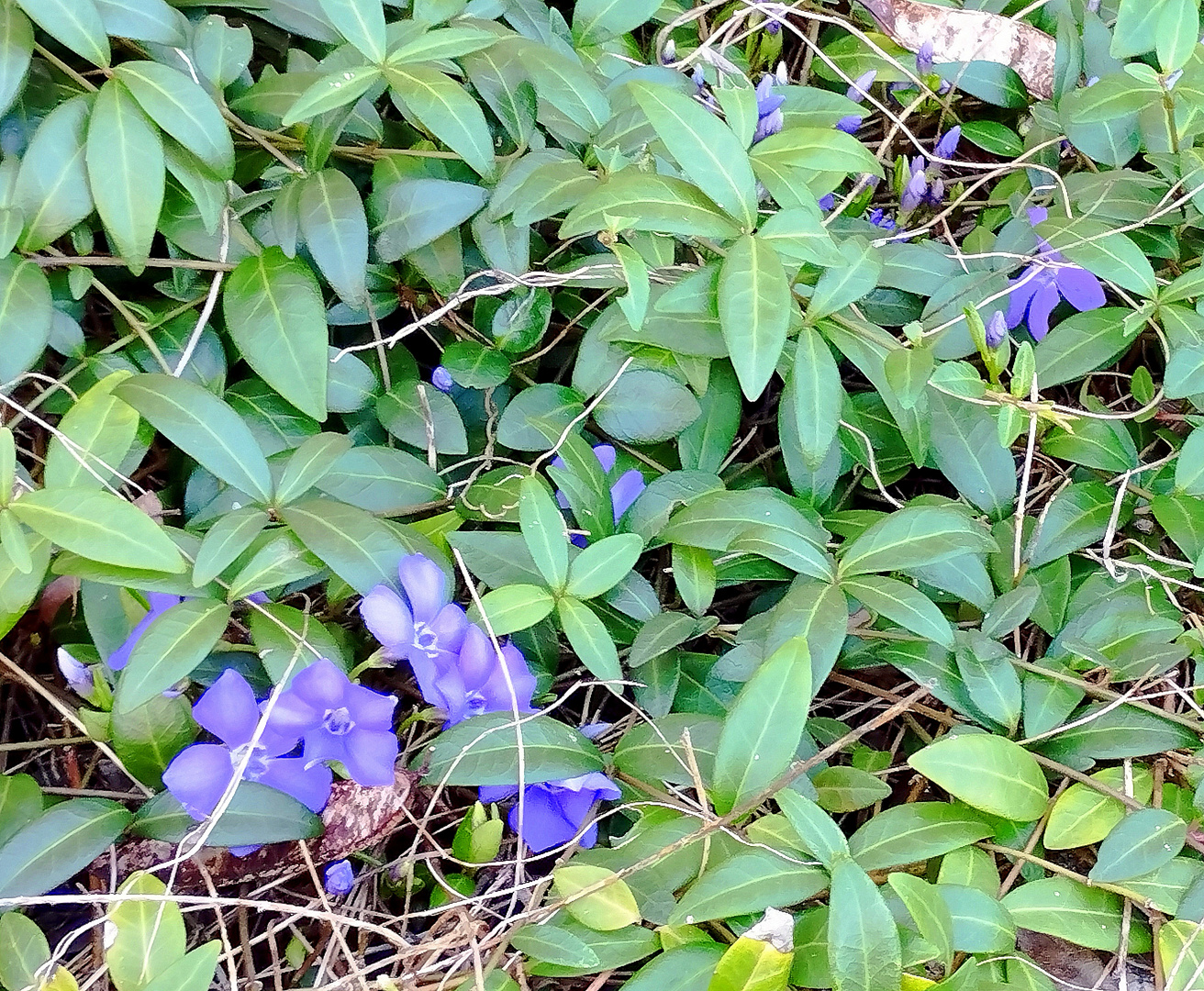 Printemps dans mon jardin, cet après midi !