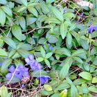 Printemps dans mon jardin, cet après midi !