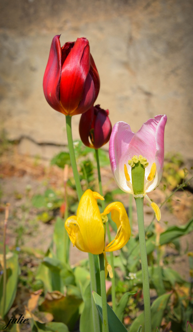 Printemps de pépé