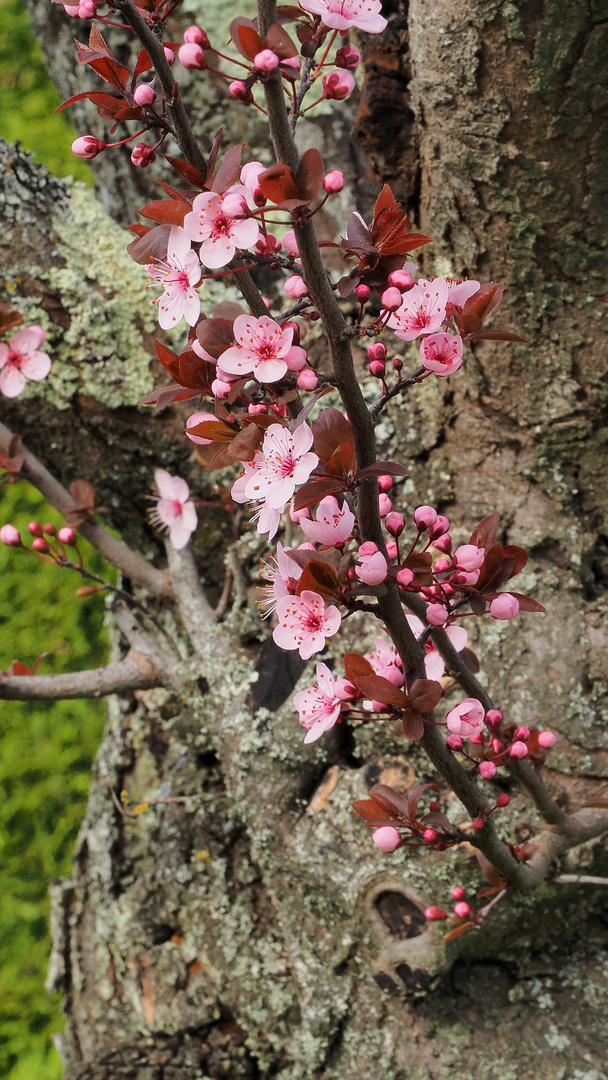 Printemps