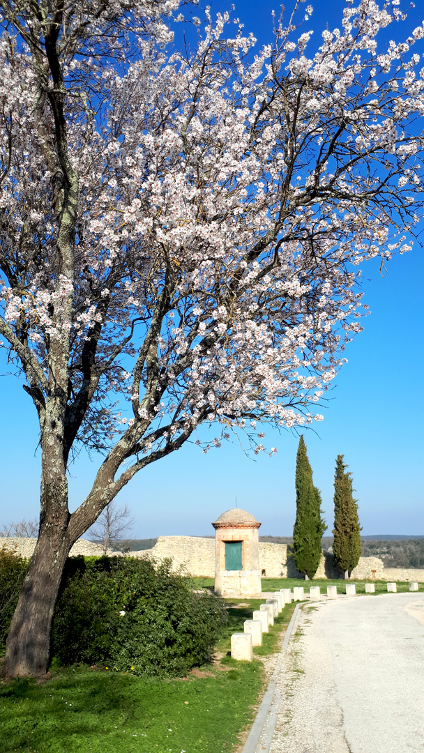 Printemps en Cévennes ...