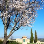 Printemps en Cévennes ...