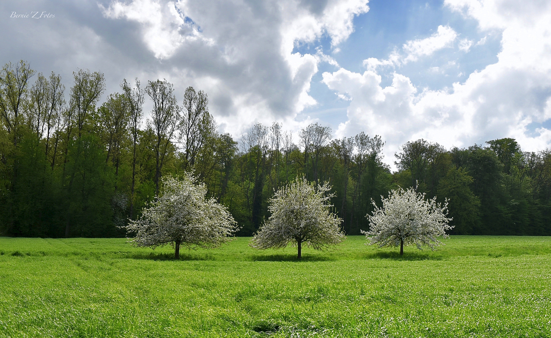 Printemps en folie