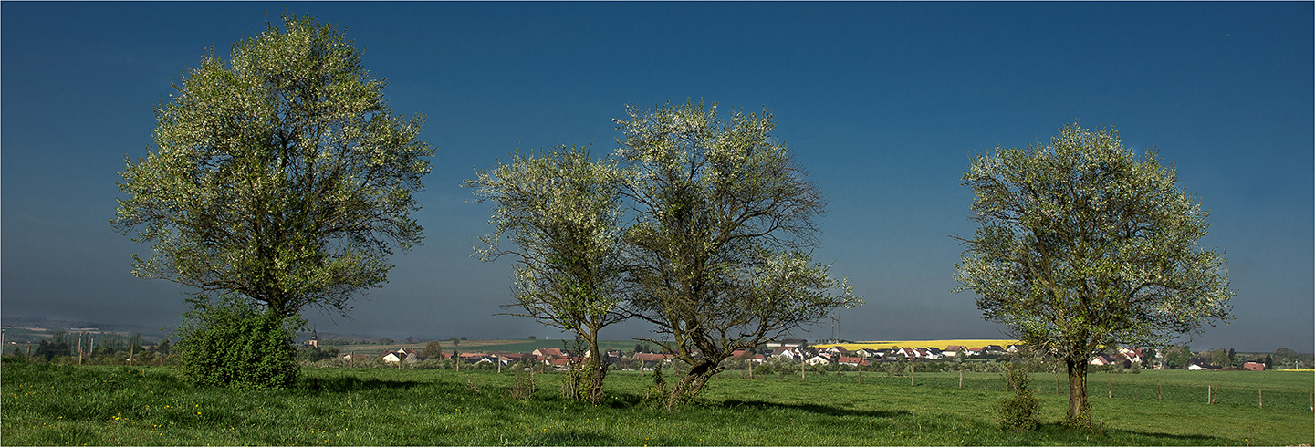 printemps en lorraine