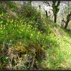 Printemps en Périgord 