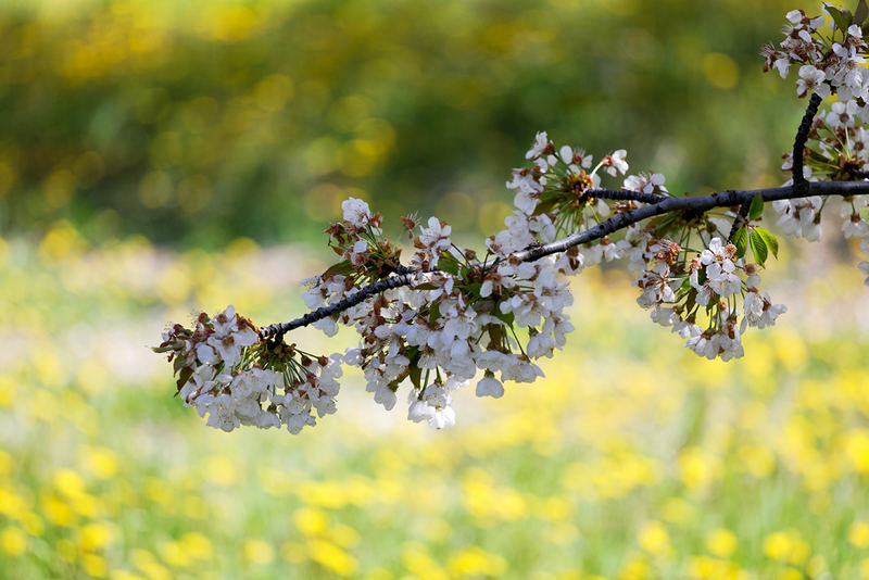 printemps en provence 2