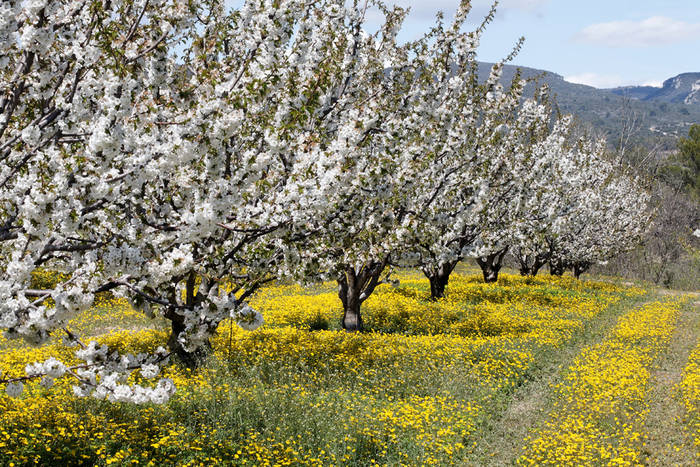 printemps en provence 3