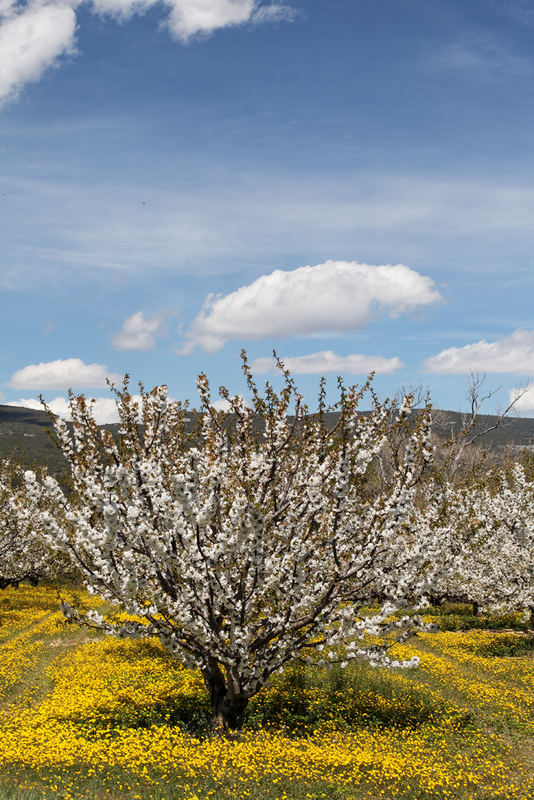 printemps en provence 4