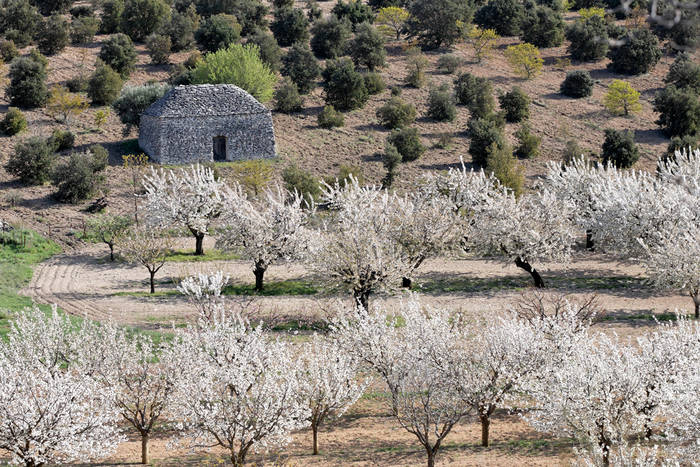 printemps en provence 5