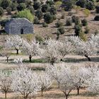 printemps en provence 5