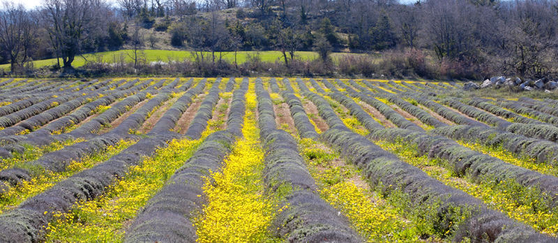 printemps en provence 6