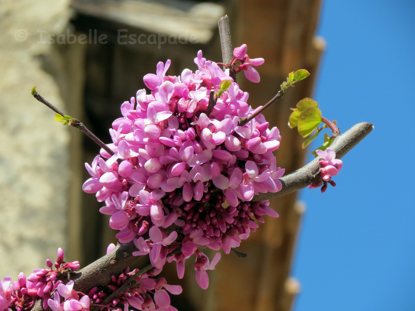 Printemps en Provence