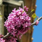 Printemps en Provence