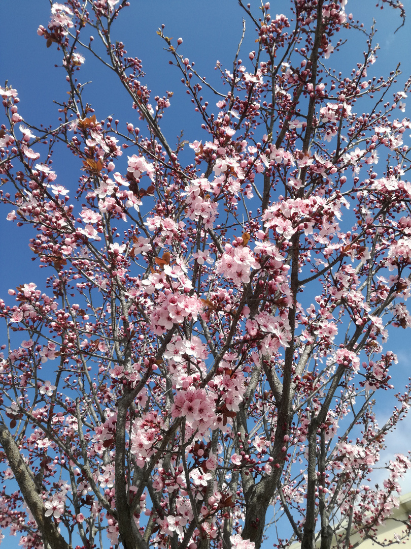 Printemps en Provence.