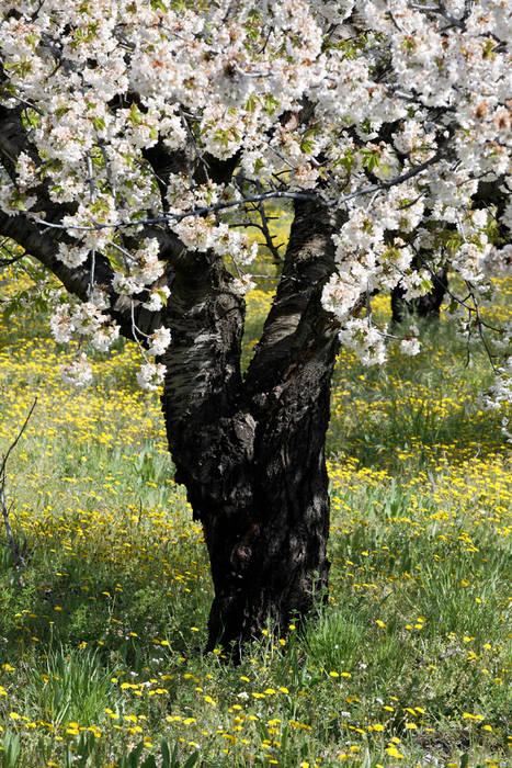 printemps en provence