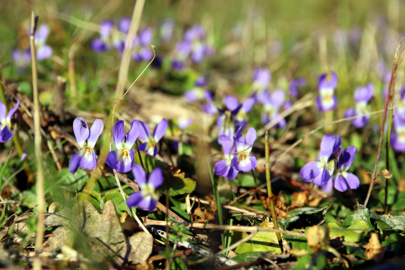 Printemps en Provence