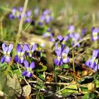 Printemps en Provence