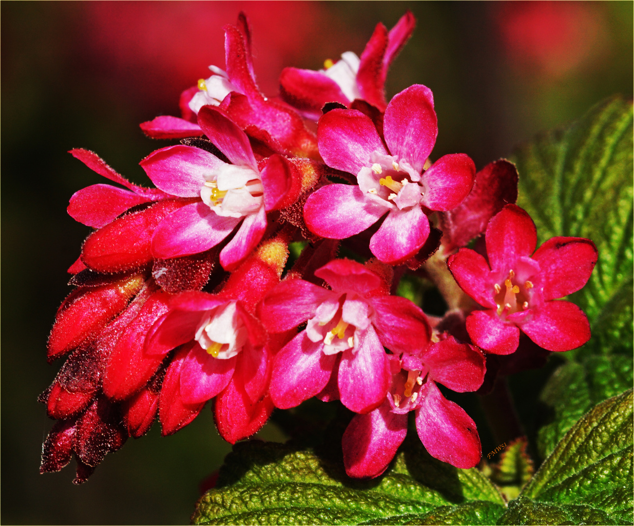 Printemps en rouge