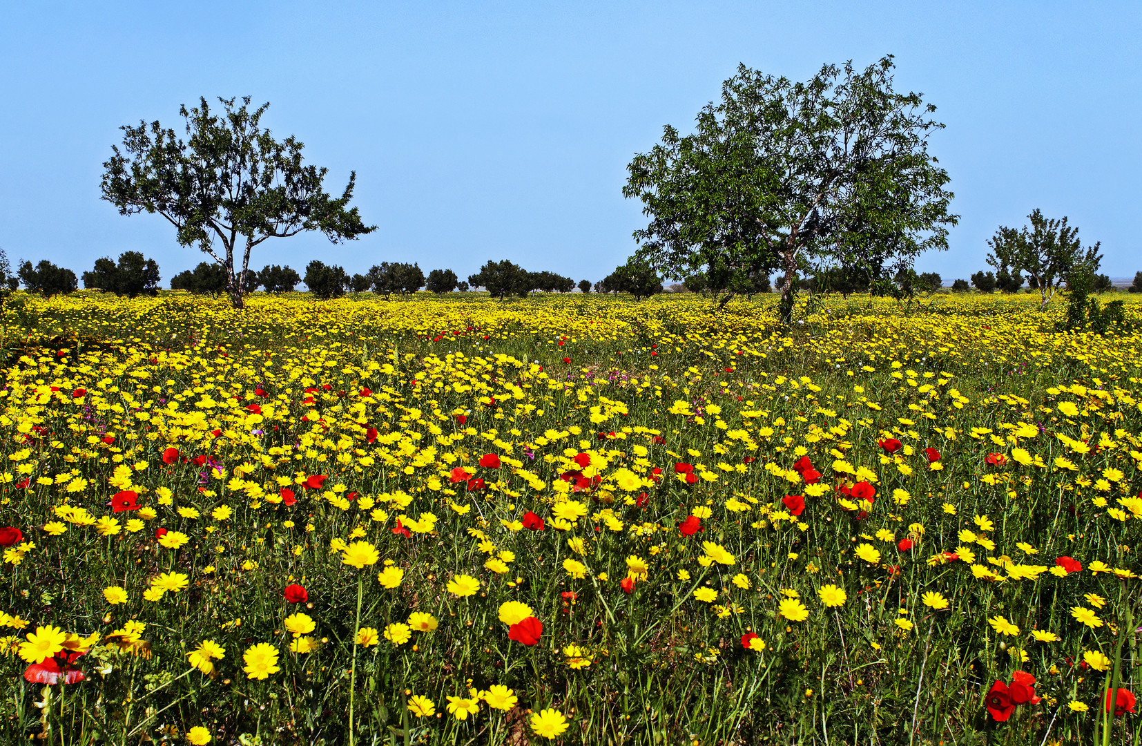 Paysages De Campagne Au Printemps Printemps en Tunisie photo et image | paysages, paysages de campagne, fleurs Images fotocommunity