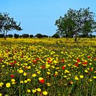 Printemps en Tunisie