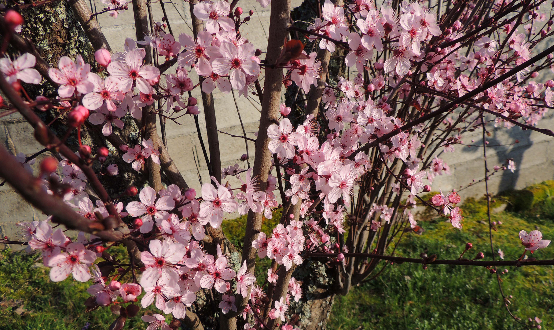 Printemps et prunus