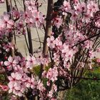 Printemps et prunus