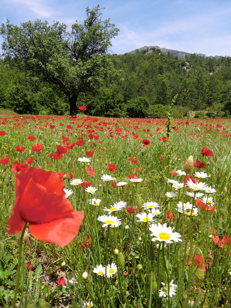 printemps