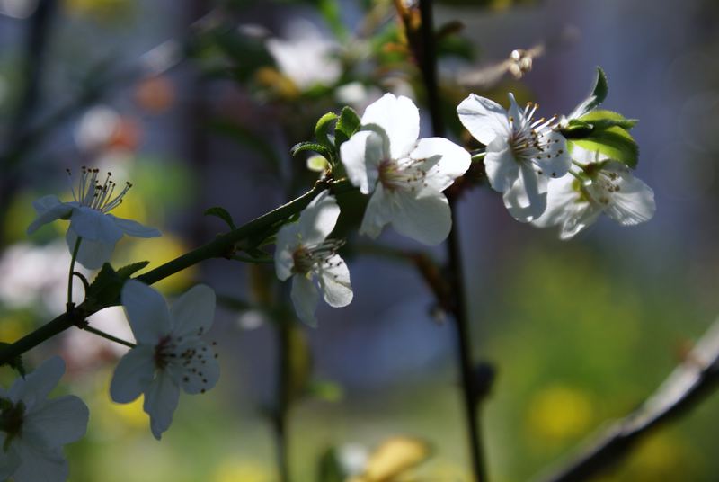 printemps : fleurs de pruniers sauvages