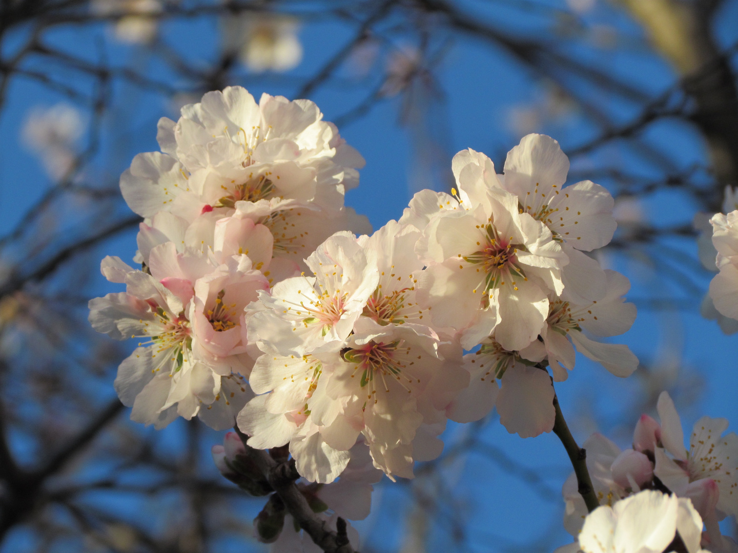 Printemps - Frühling