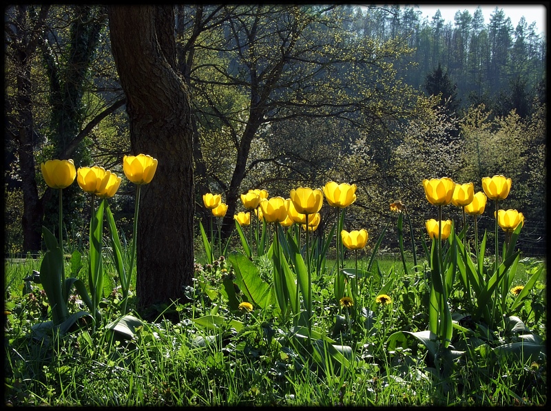 Printemps °I